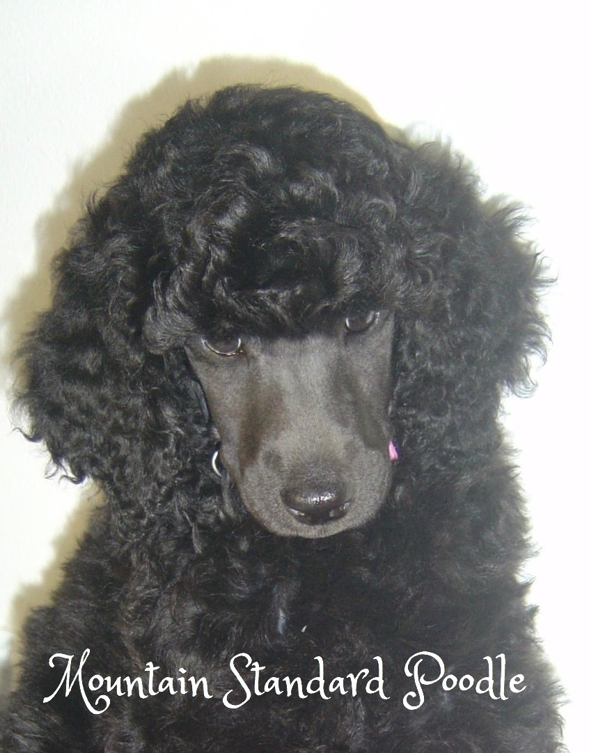 Mountain Standard Poodle