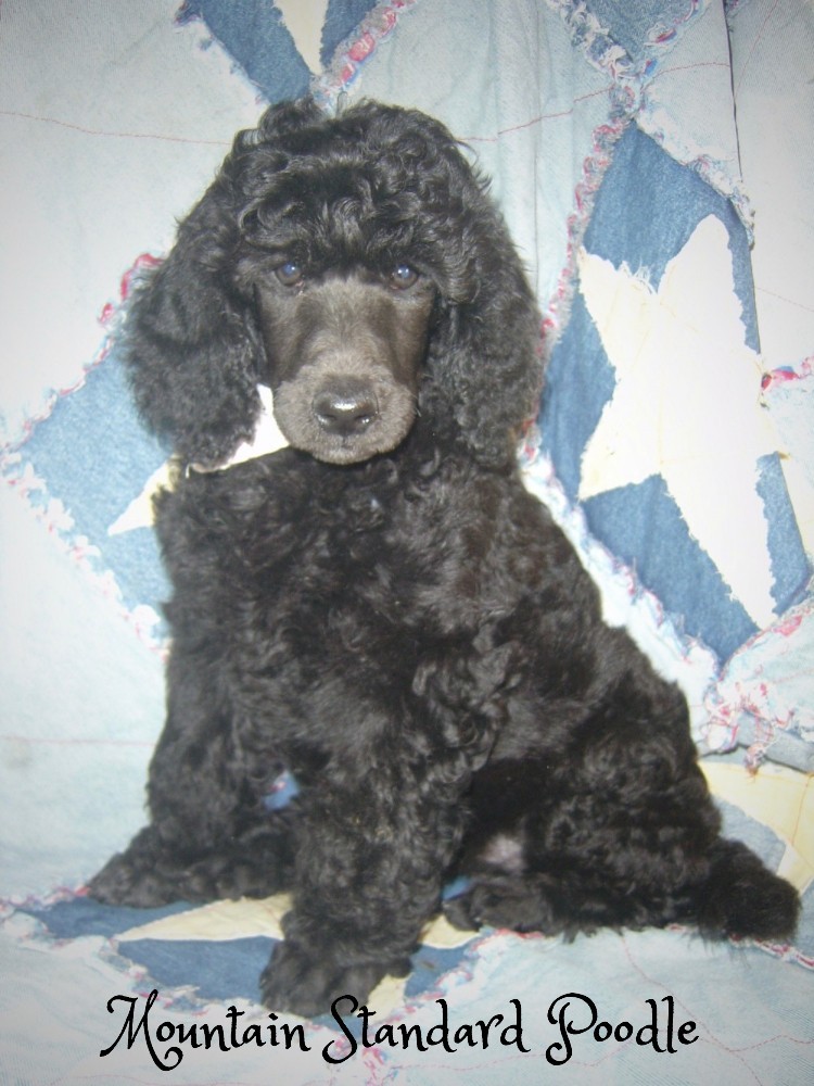 Mountain Standard Poodle