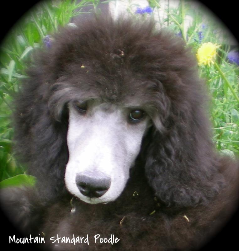 silver standard poodle for sale #standardpoodle