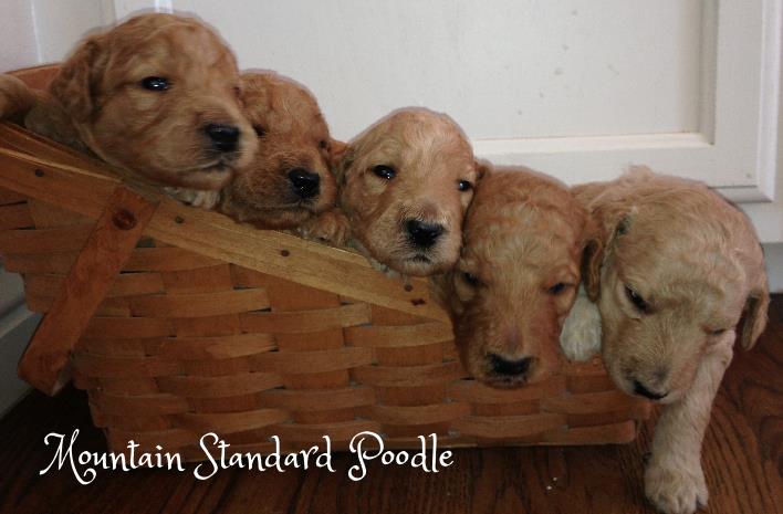 basket of puppies standard poodle puppies red standard poodle apricot standard poodle #standardpoodle