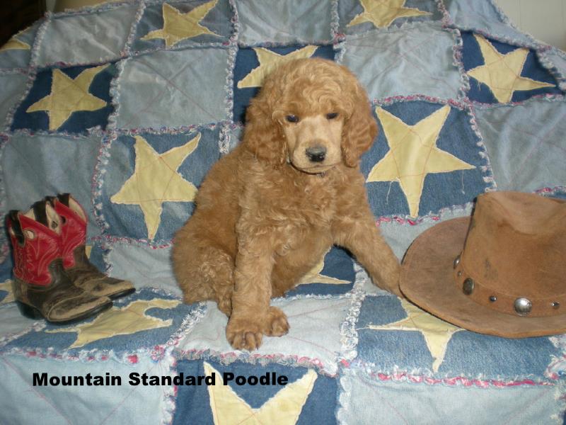 standard poodle