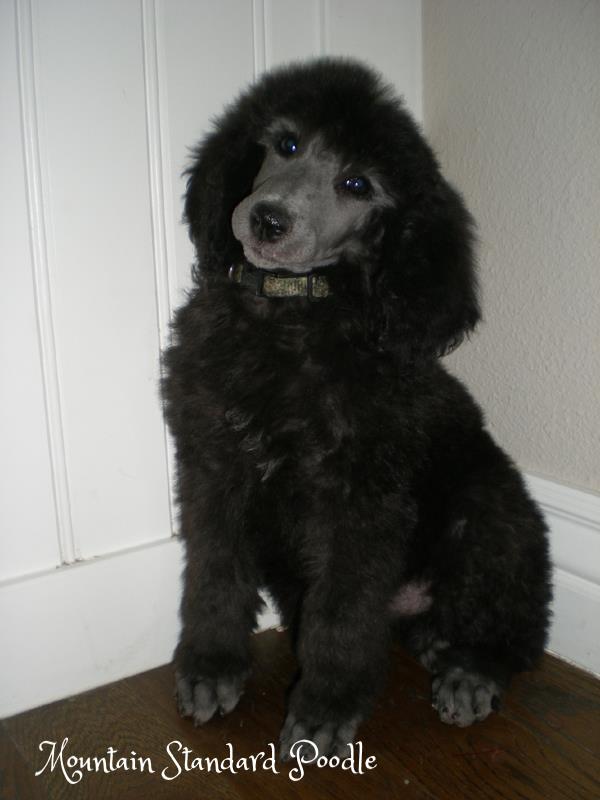 silver standard poodle