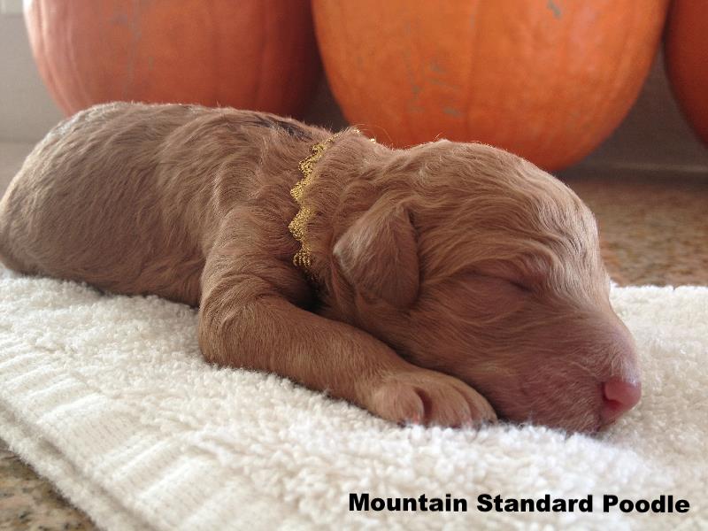 Mountain Standard Poodle