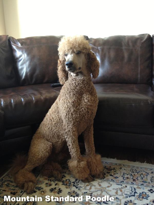 red standard poodle