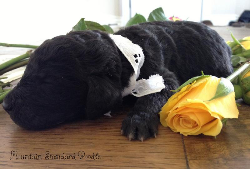 silver standard poodle puppy