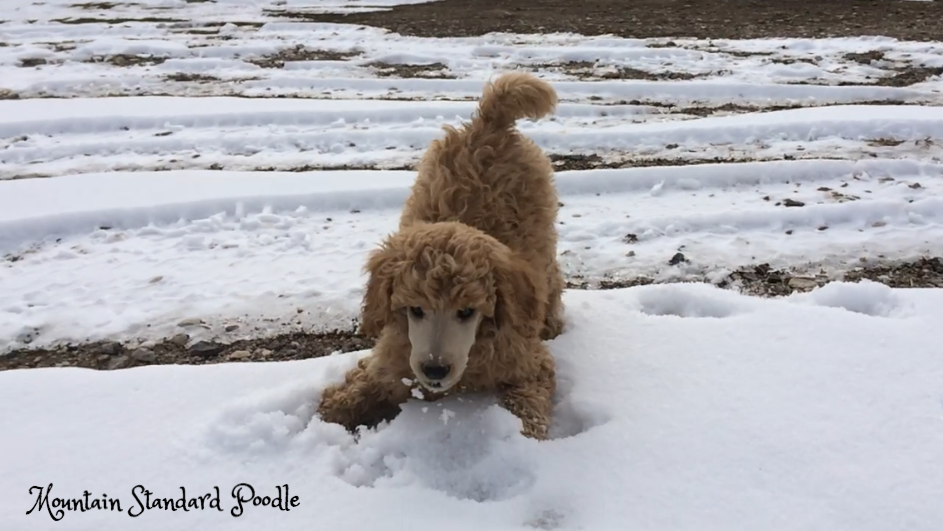 standard poodle