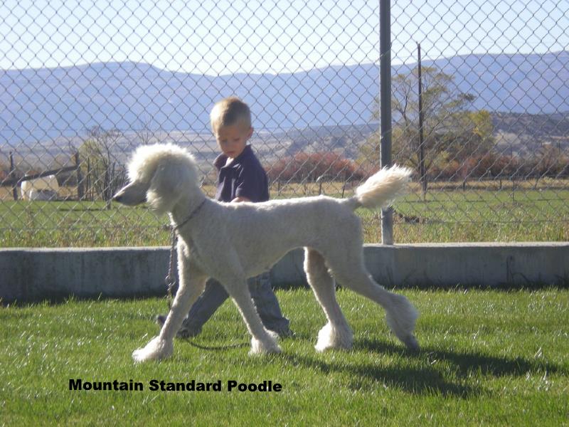 standard poodle