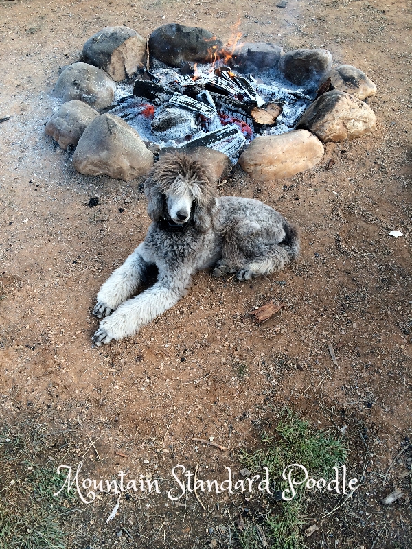 silver standard poodle