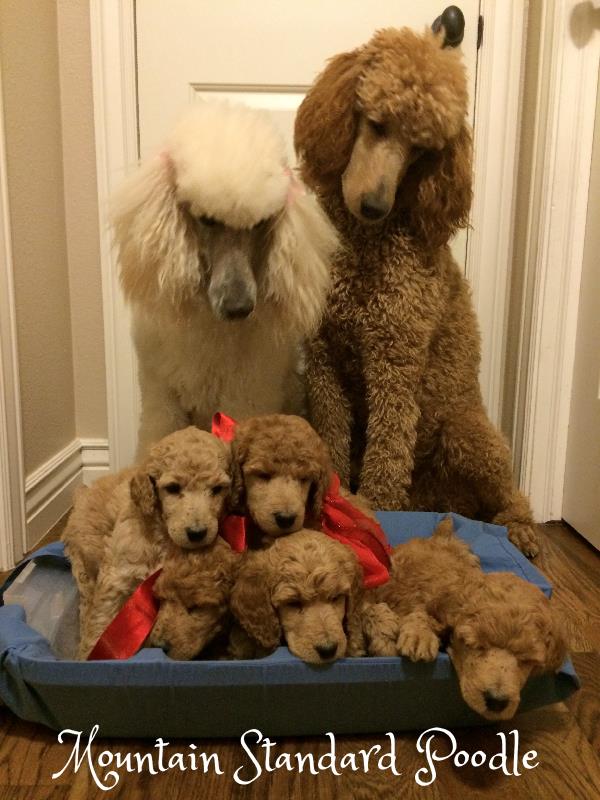 standard poodle family #standardpoodle