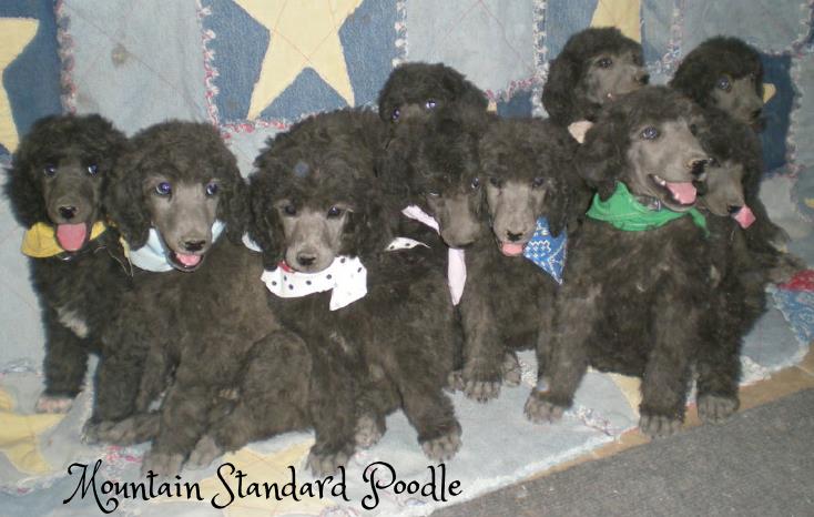  #standardpoodle #standard poodle puppies