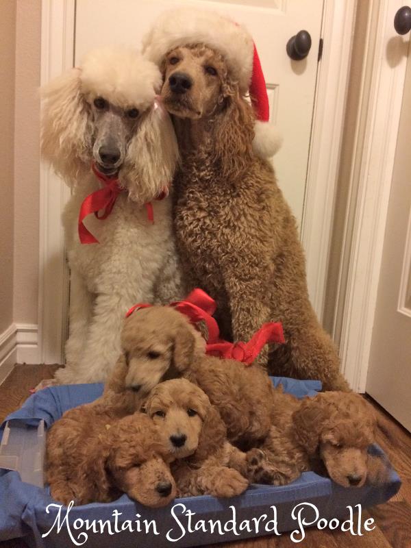 christmas standard poodle family red apricot white standard poodle #standardpoodle