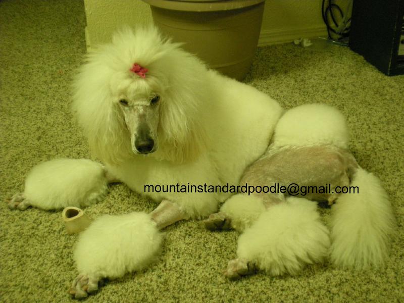 standard poodle