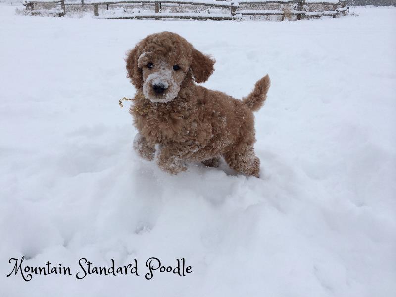 standard poodle puppy in snow #standardpoodle