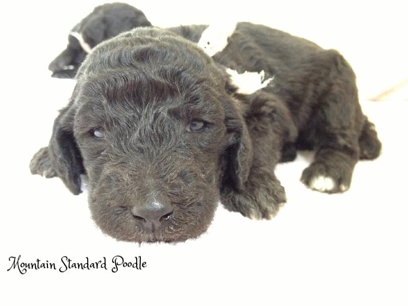 silver standard poodle puppy