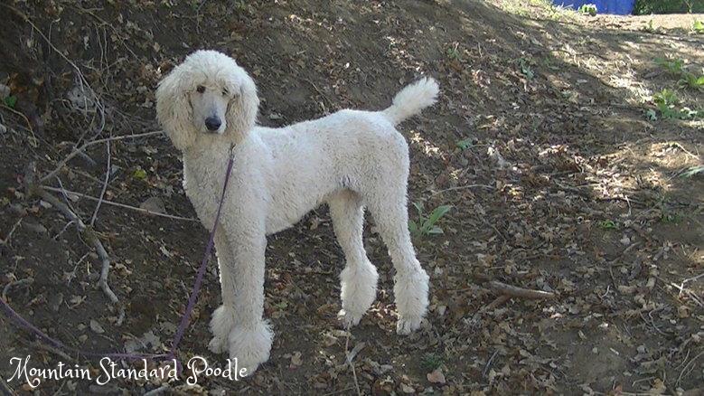 white standard poodle