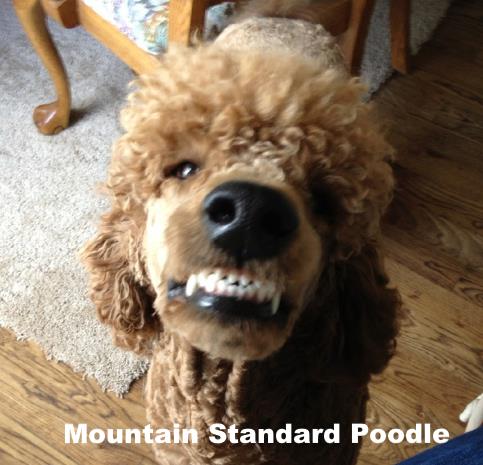 red standard poodle