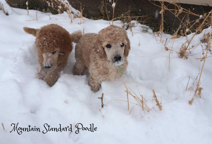 standard poodles in the snow #standardpoodle