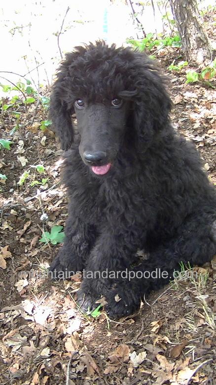 Standard Poodle Puppy for sale #standardpoodle