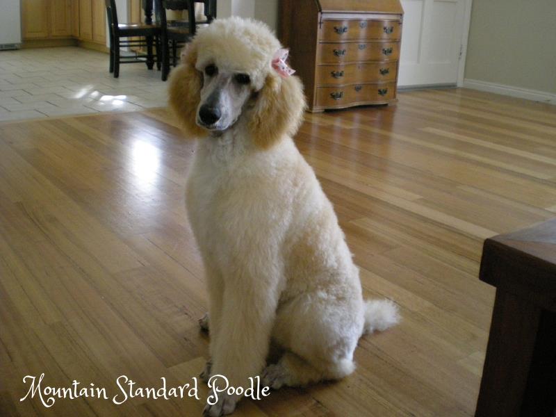 standard poodle