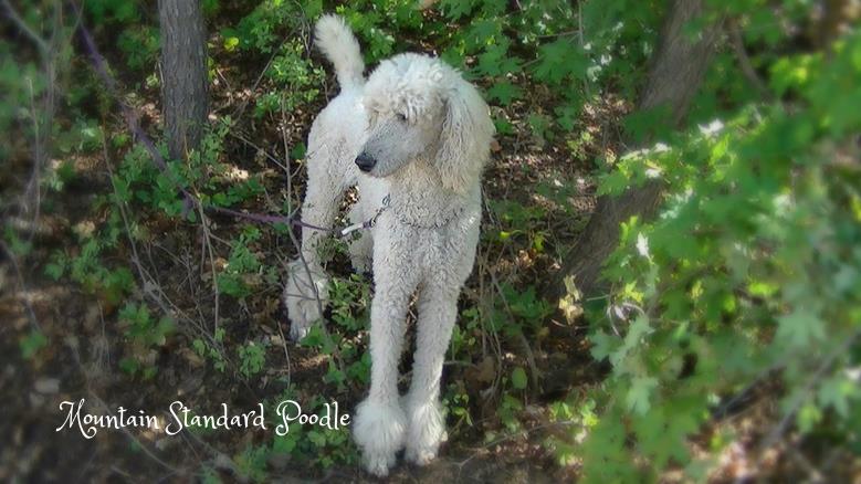 white standard poodle