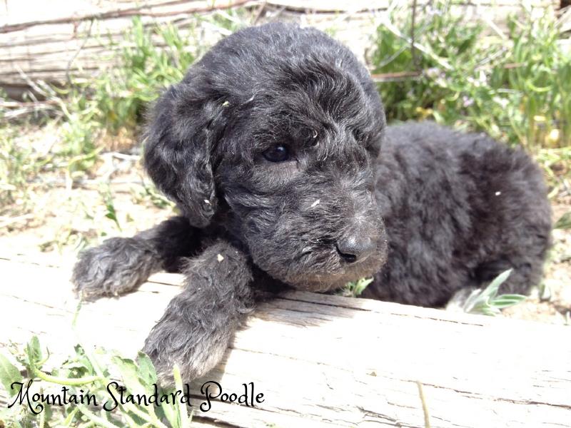 silver standard poodle