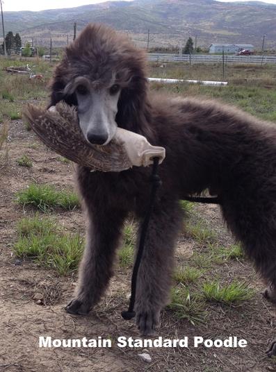 Mountain Standard Poodle