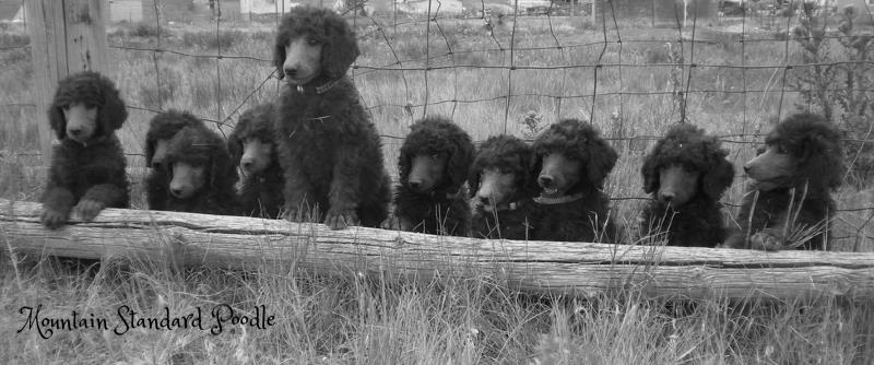 silver standard poodle puppies
