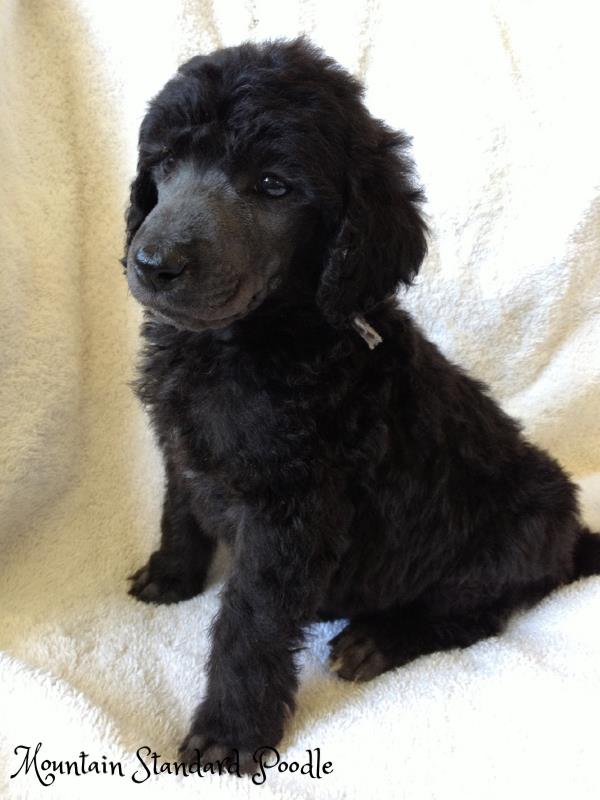 silver standard poodle