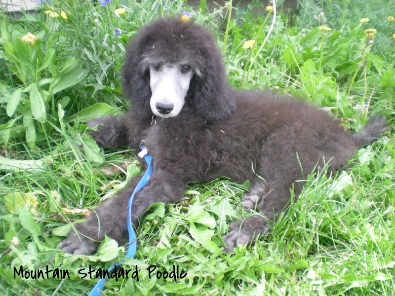 standard poodle