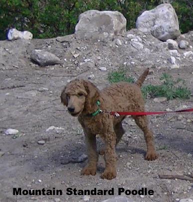 red standard poodle