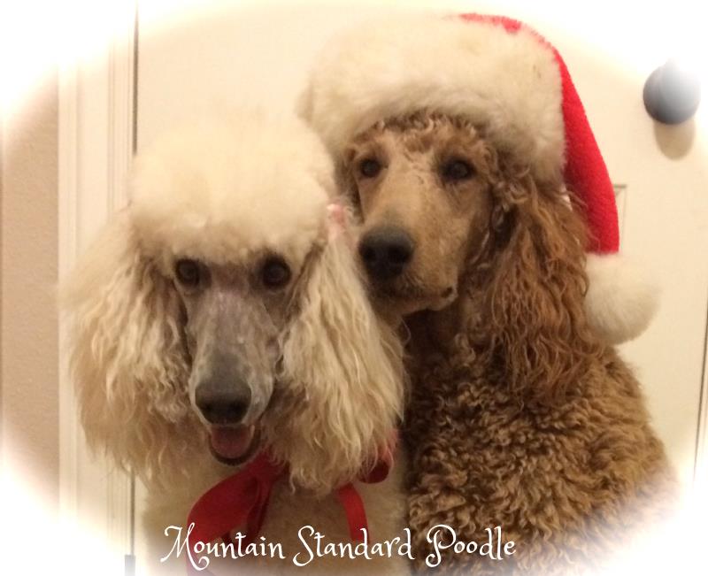 standard poodles for sale