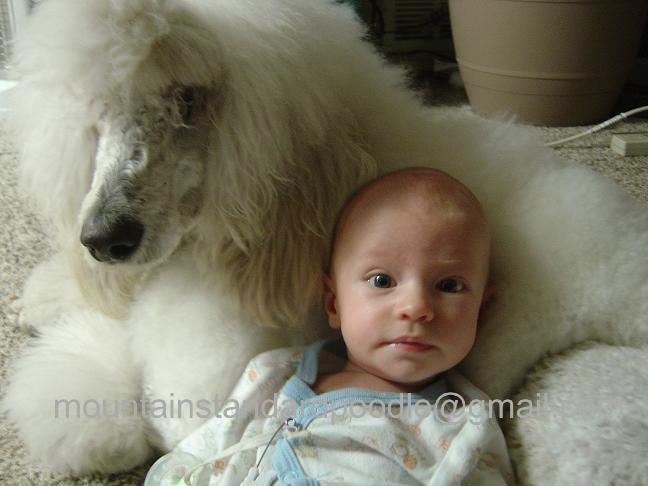 white standard poodle