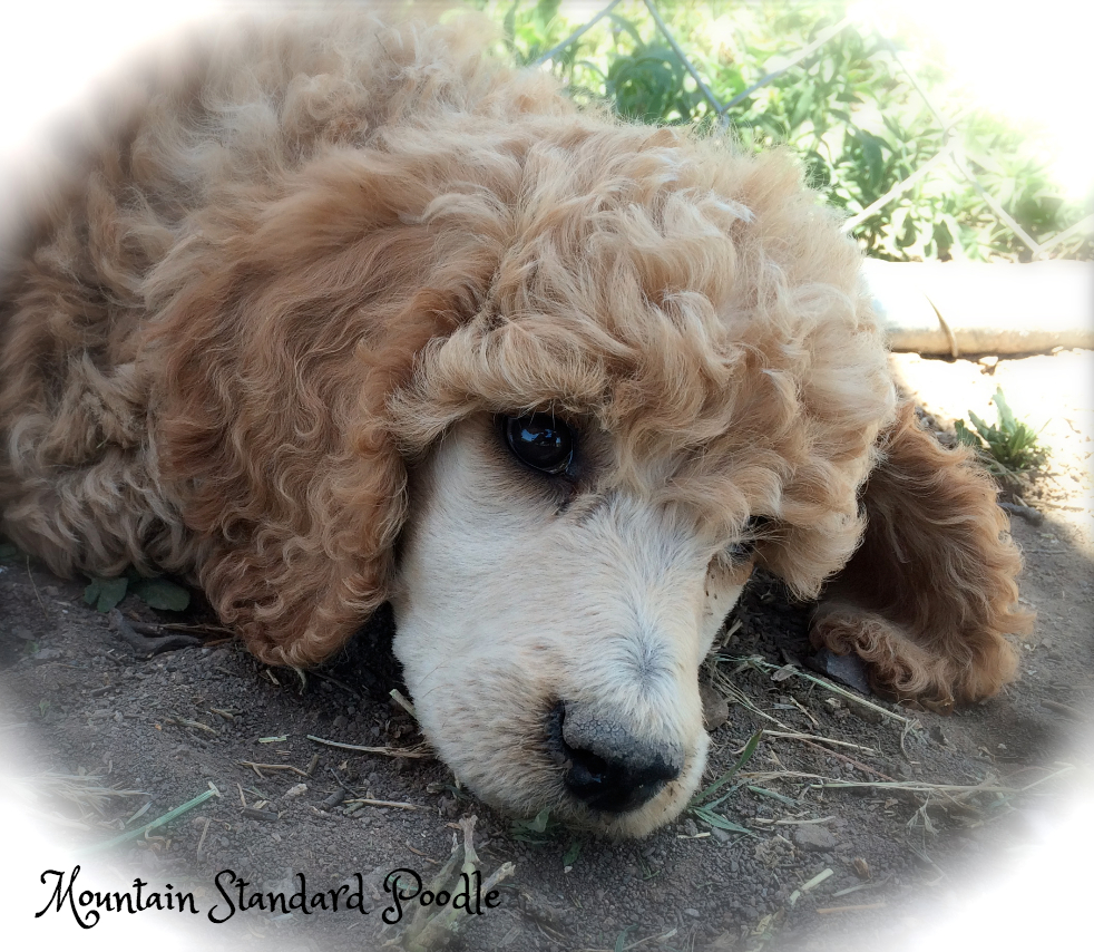 standard poodle