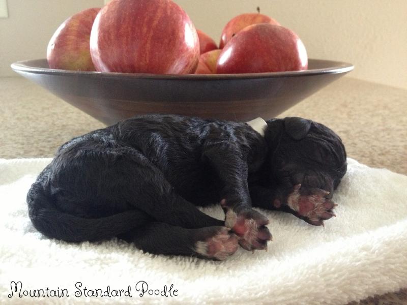 Standard Poodle Puppy for sale #standardpoodle