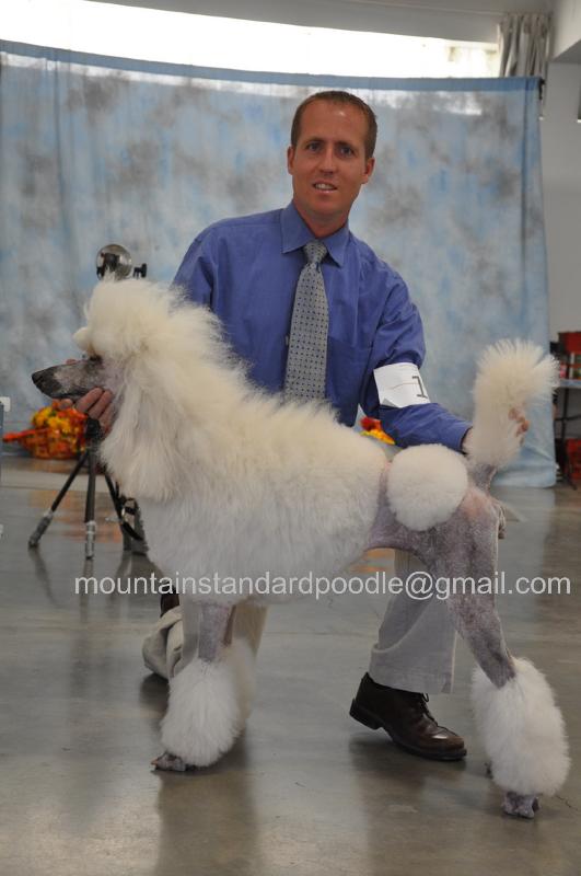 standard poodle