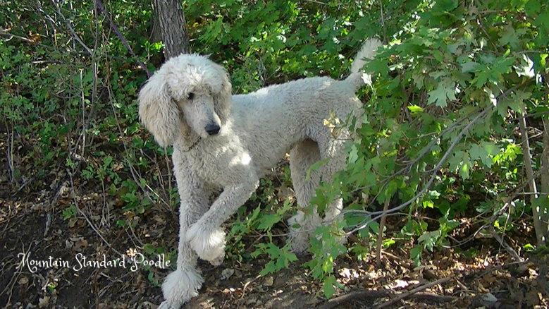 white standard poodle