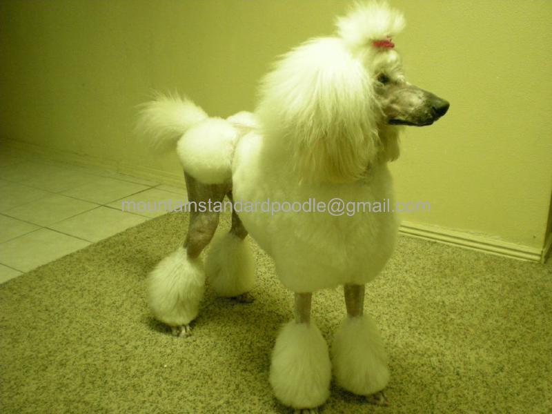 standard poodle