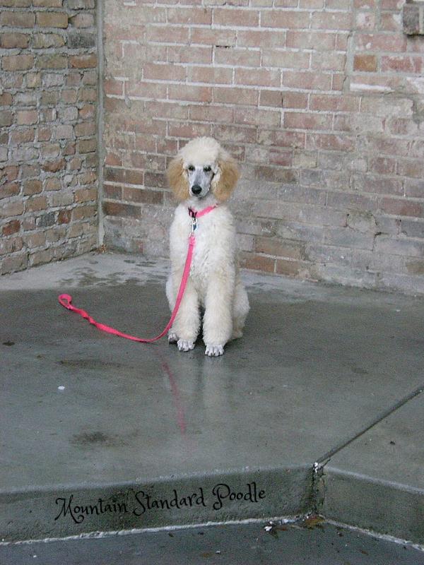 standard poodle