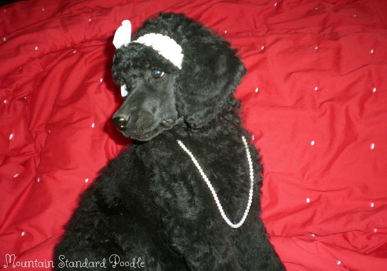 Standard Poodle Puppy #standardpoodle