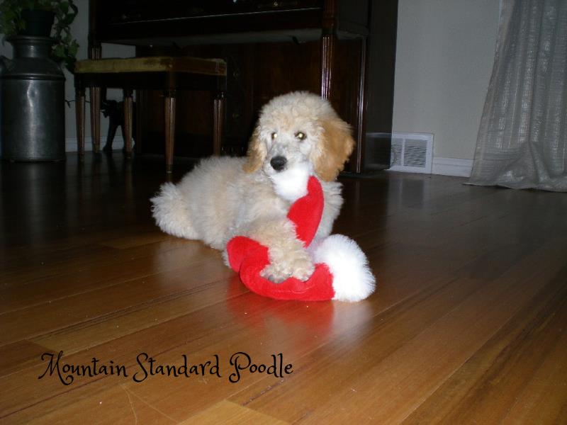 standard poodle