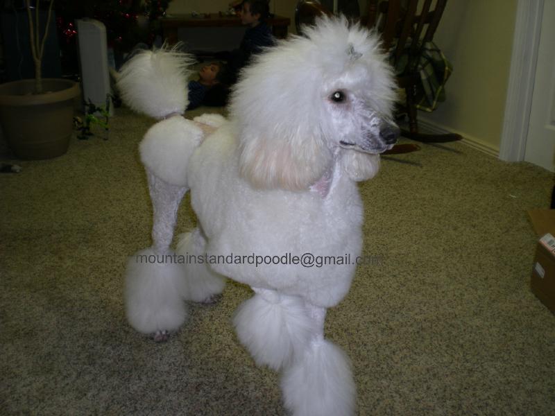 standard poodle