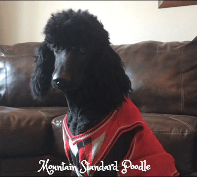 silver standard poodle puppy for sale