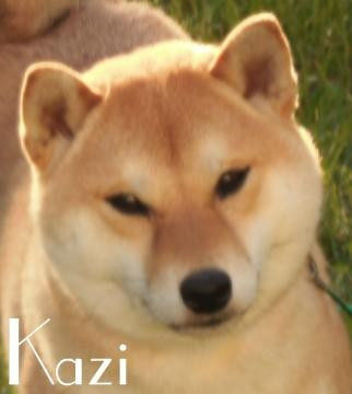 Kawako Shibas