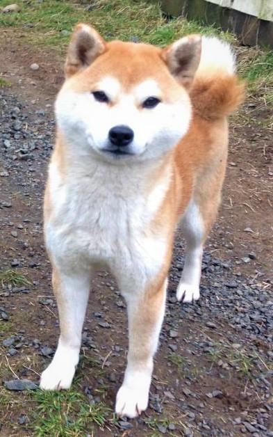 Kawako Shibas