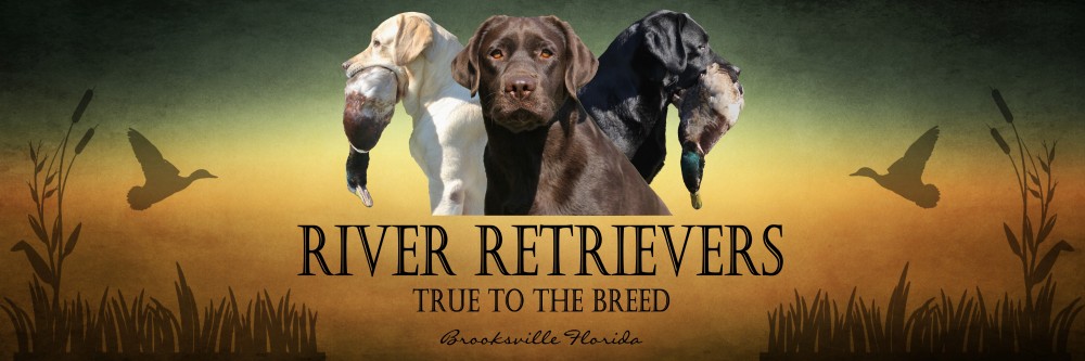 Lab gun dogs for 2024 sale