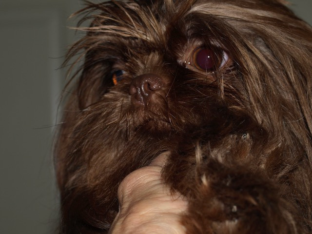 Jazzie best sale shih tzu