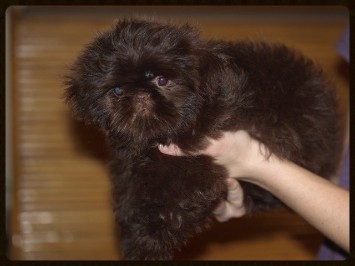 shih tzu choco liver price