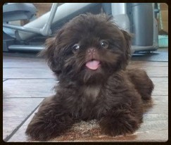 chocolate shih tzu puppies for sale