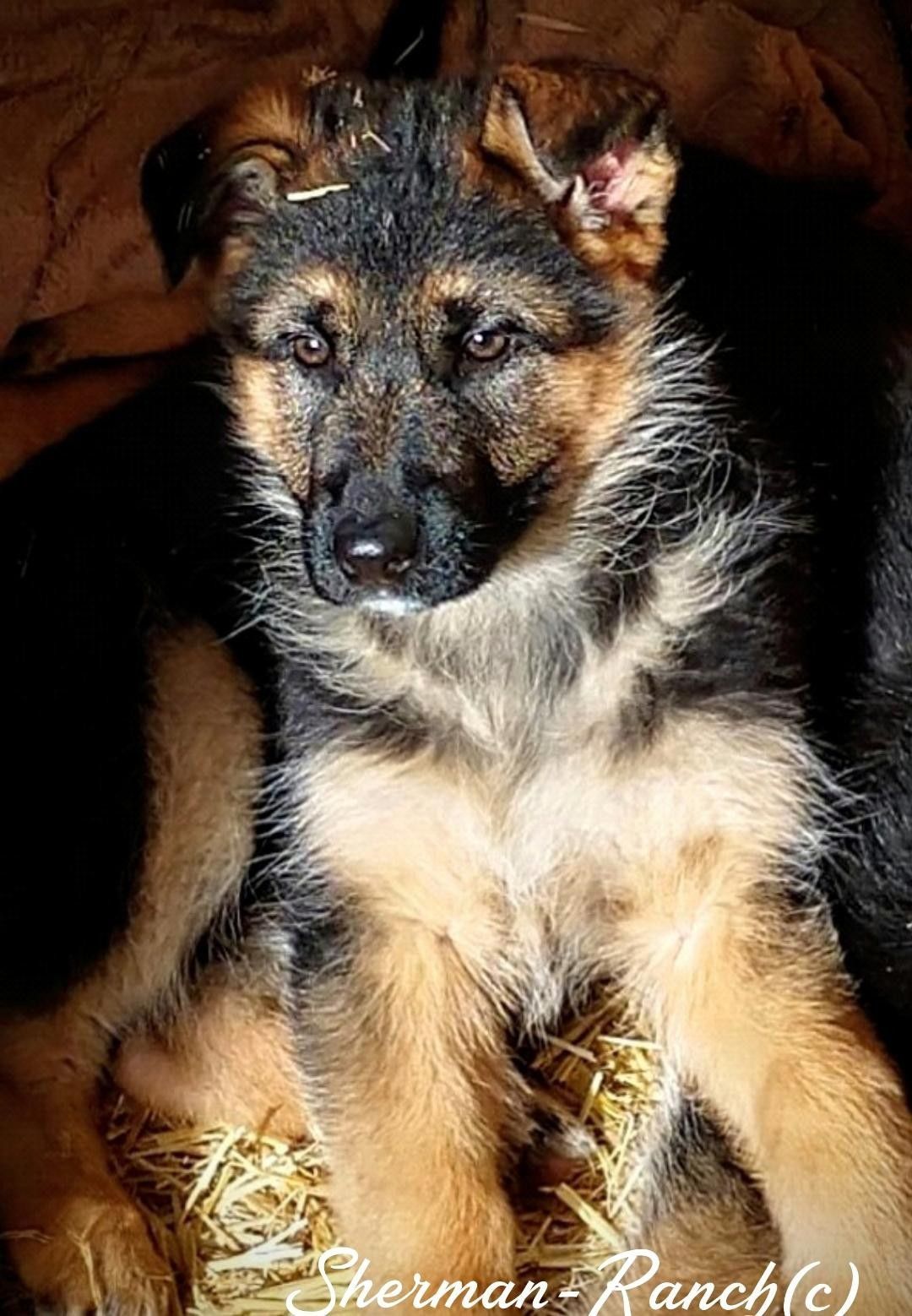 Sheppard Dogs Ranch German-Shepherd-breeders/SHERMAN-RANCH