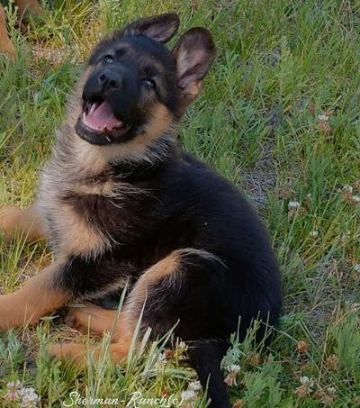 German-Shepherd-Puppies/SHERMAN-RANCH